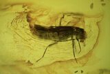 Fossil Fly (Diptera) In Baltic Amber #109505-2